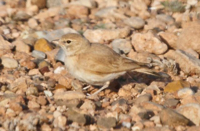 Bar-tailed Lark