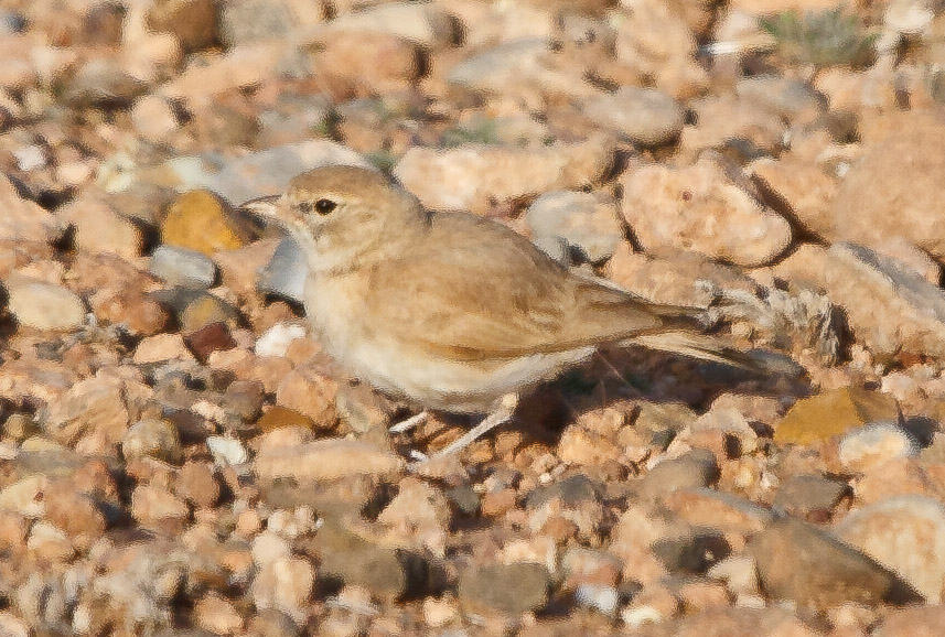 Bar-tailed Lark