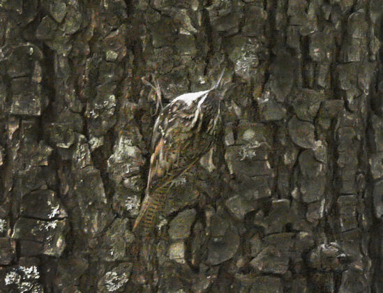 Bar-tailed Treecreeper