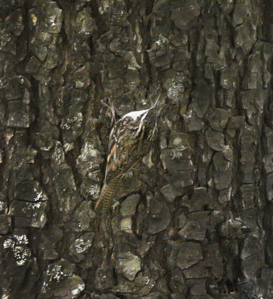 Bar-tailed Treecreeper