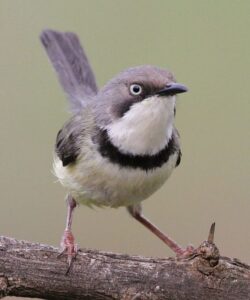 Bar-throated Apalis
