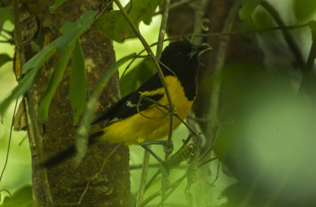 Bar-winged Oriole