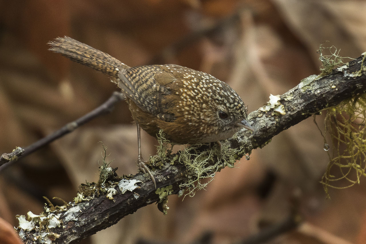 Bar-winged Wren-Babbler