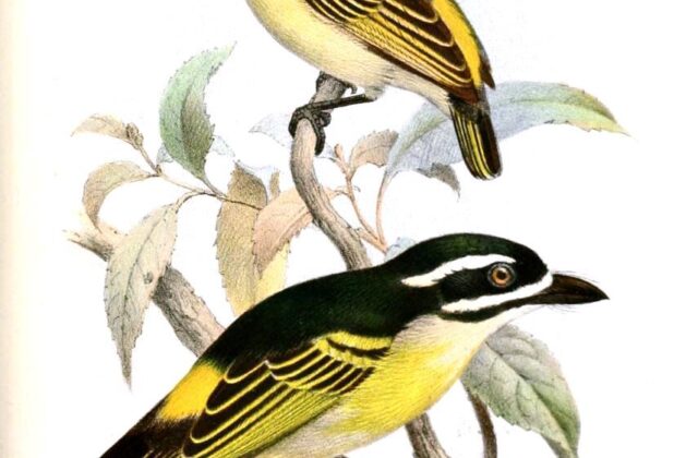 Yellow-throated Tinkerbird