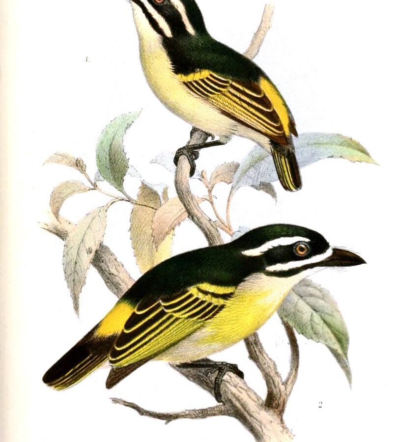 Yellow-throated Tinkerbird
