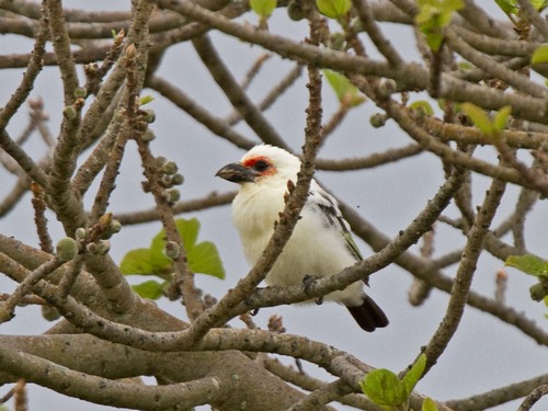 Chaplin’s Barbet