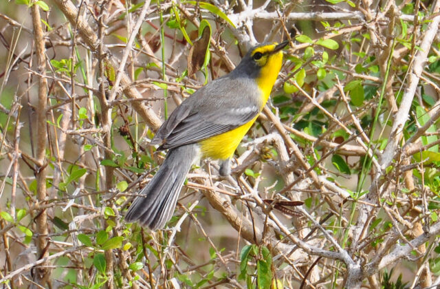 Barbuda Warbler