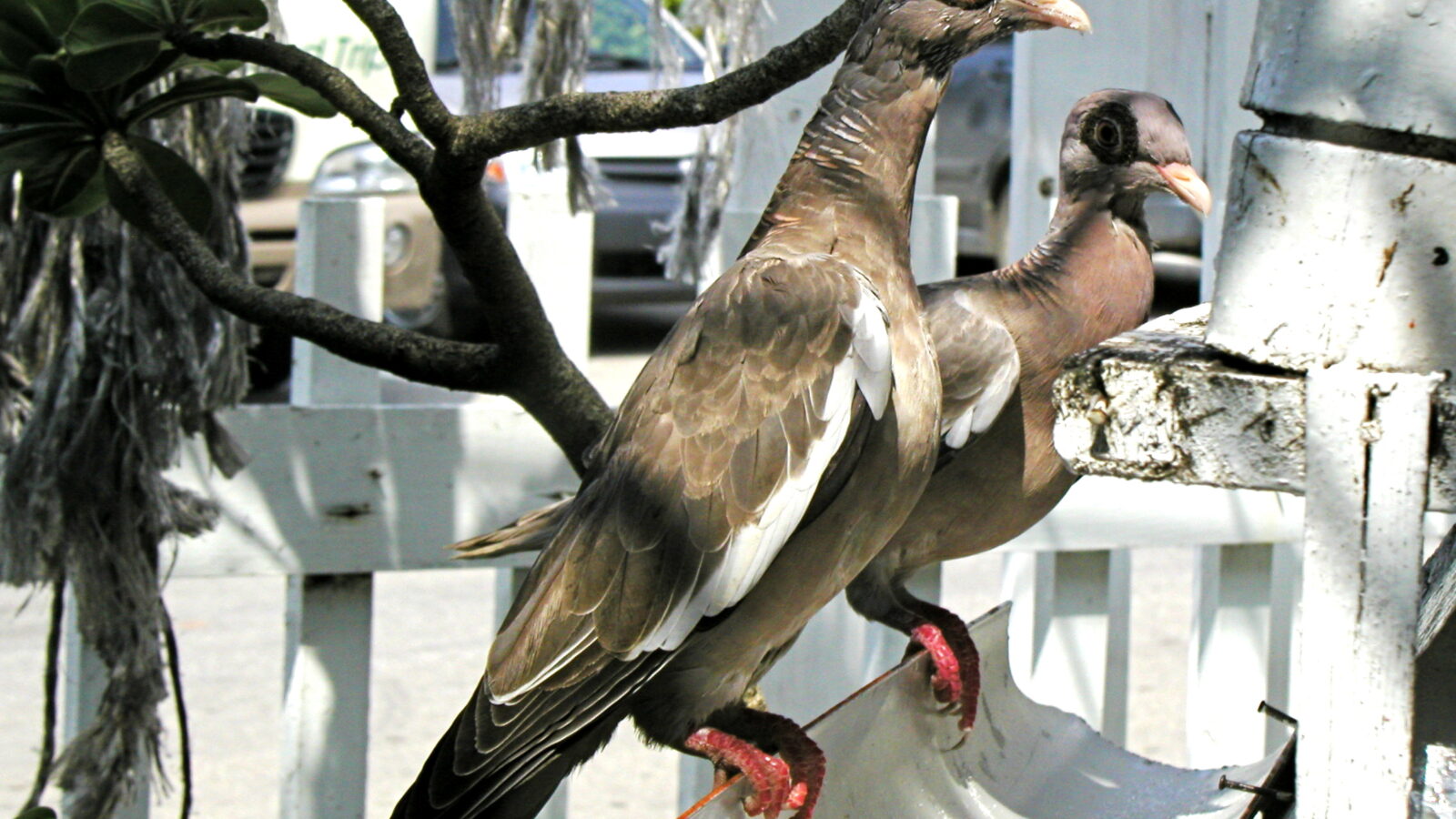 Bare-eyed Pigeon
