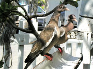 Bare-eyed Pigeon