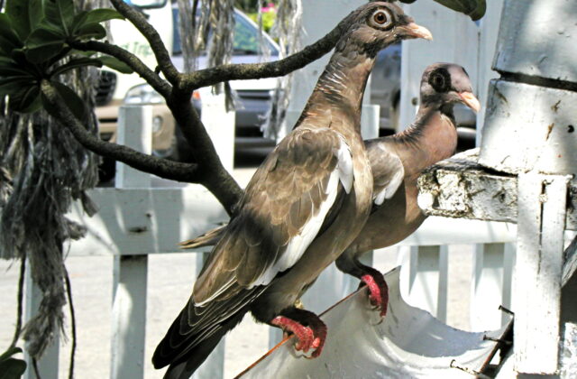 Bare-eyed Pigeon