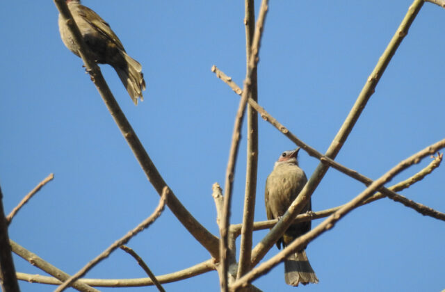 Bare-faced Bulbul