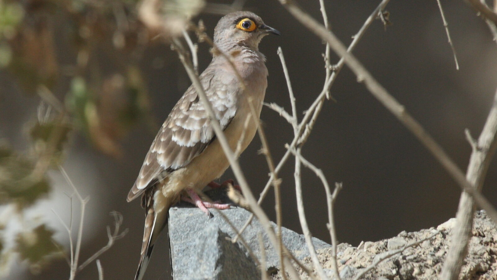 Bare-faced Ground Dove