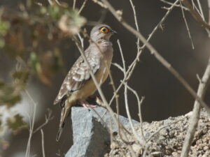 Bare-faced Ground Dove