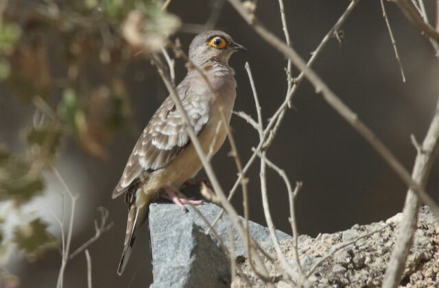 Bare-faced Ground Dove