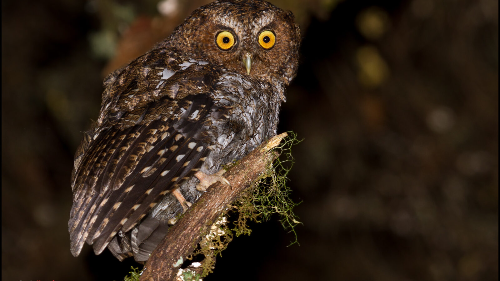 Bare-shanked Screech Owl