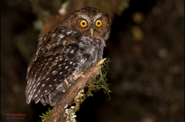 Bare-shanked Screech Owl