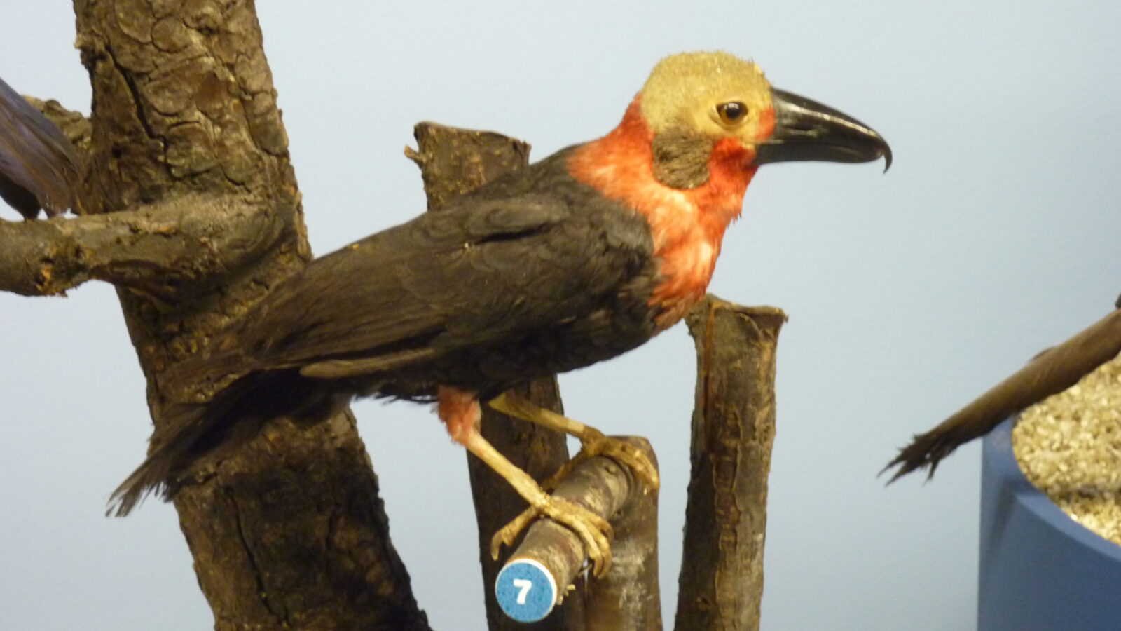 Bornean Bristlehead