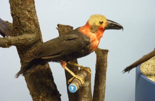 Bornean Bristlehead