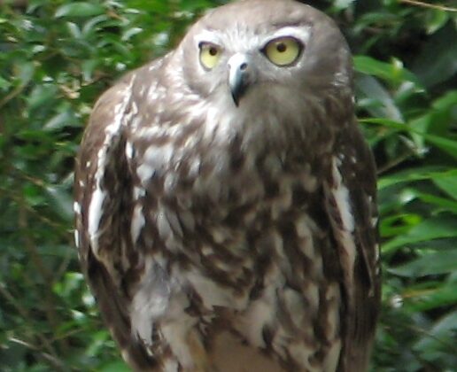 Barking Owl