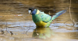 Australian Ringneck