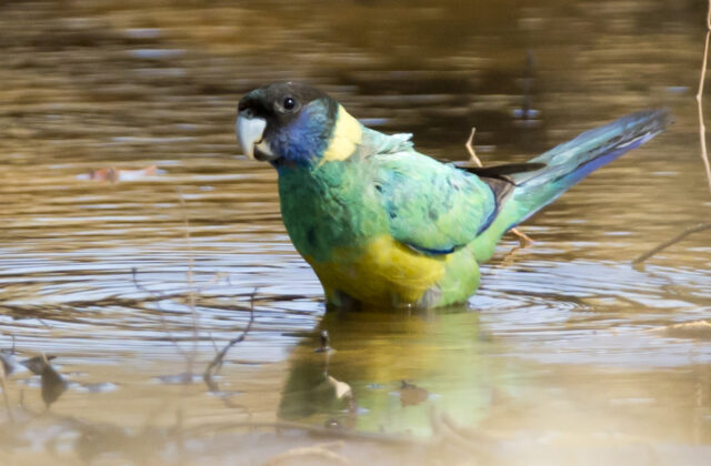Australian Ringneck
