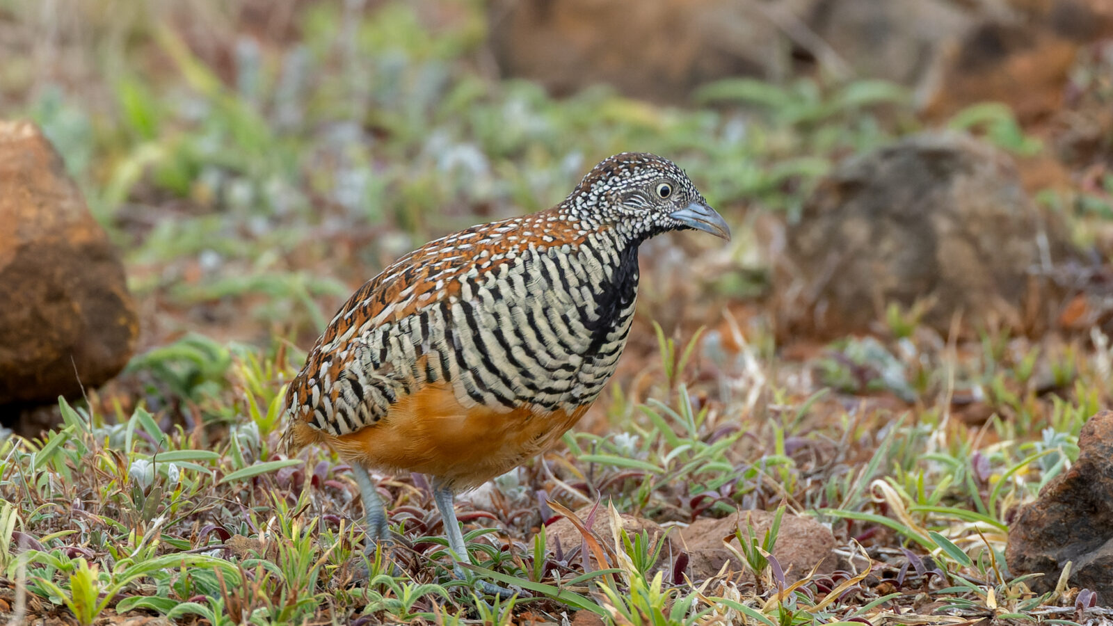 Barred Buttonquail