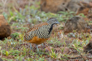 Barred Buttonquail