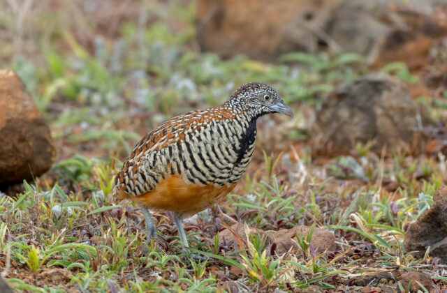Barred Buttonquail