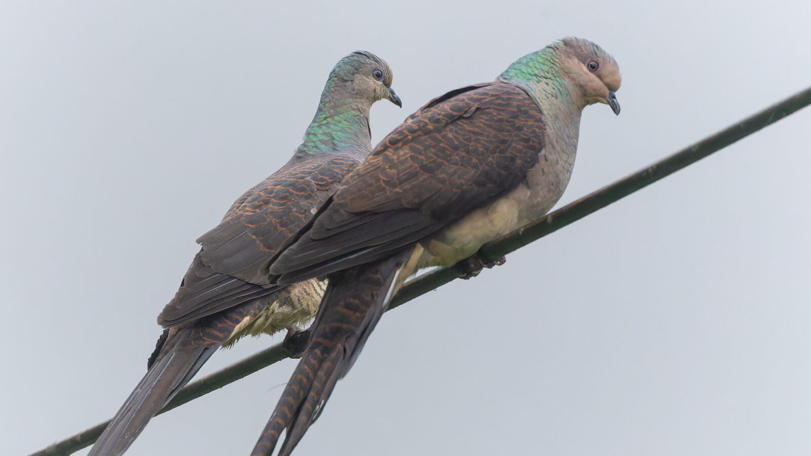 Barred Cuckoo-Dove
