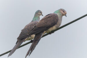 Barred Cuckoo-Dove