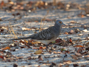 Barred Dove