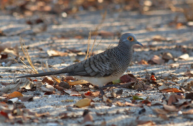 Barred Dove