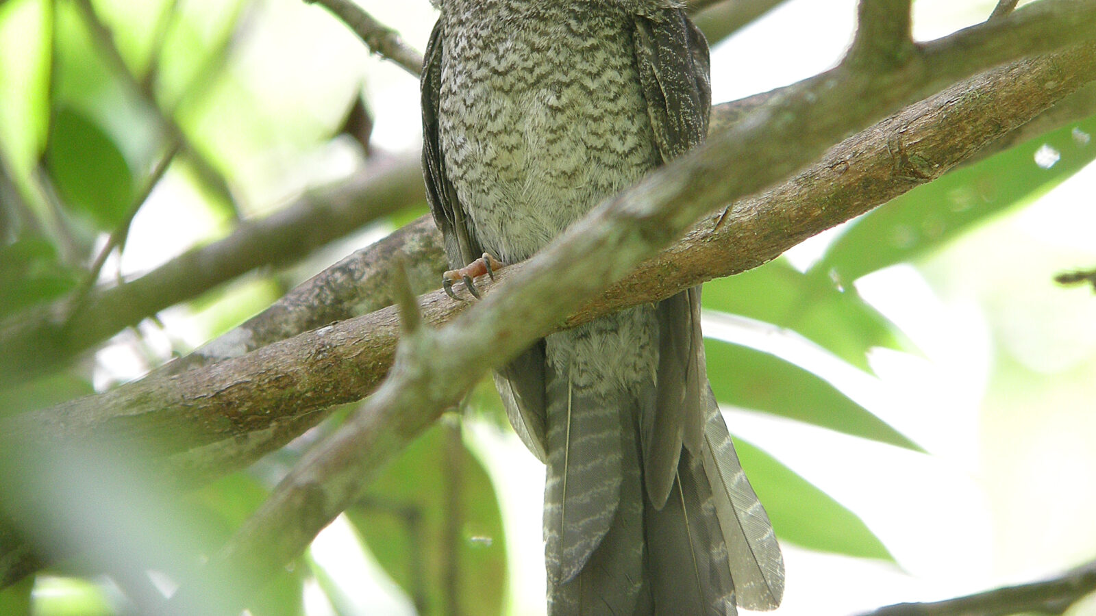 Barred Owlet-nightjar