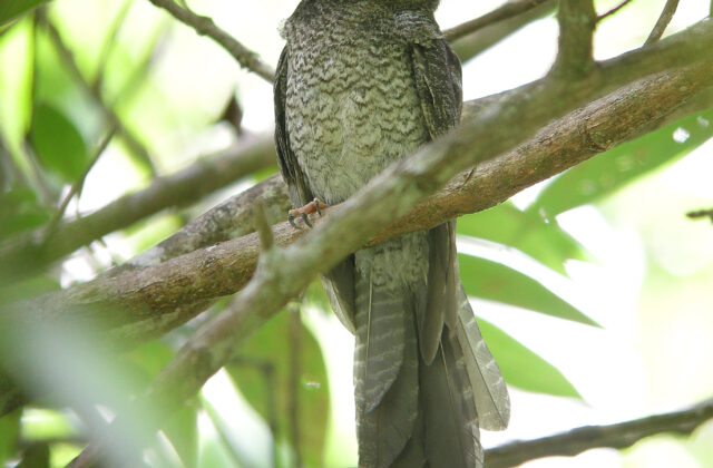 Barred Owlet-nightjar