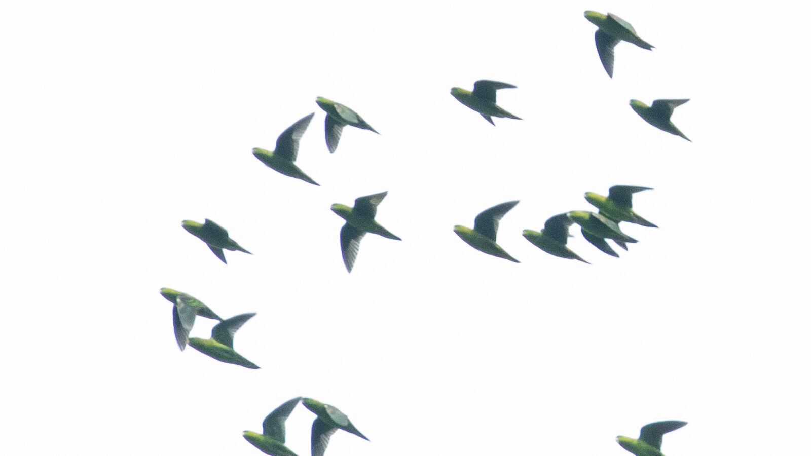 Barred Parakeet