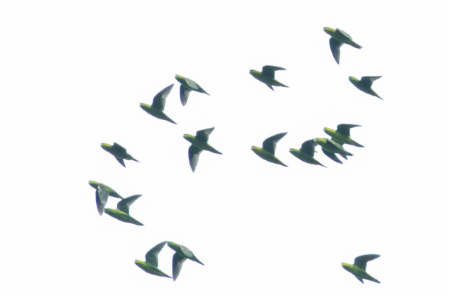 Barred Parakeet