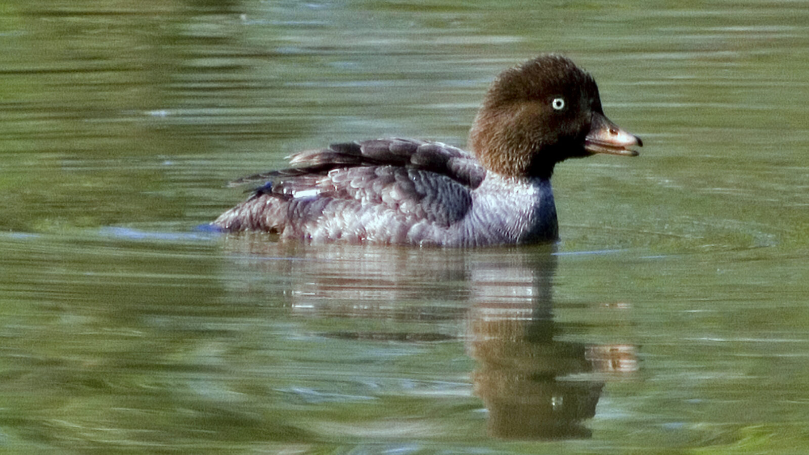 Barrow’s Goldeneye