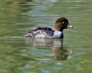 Barrow’s Goldeneye