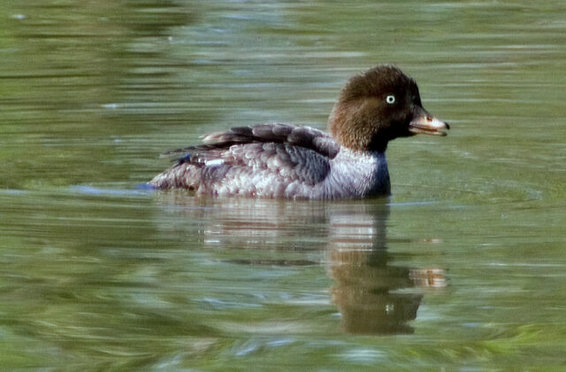 Barrow’s Goldeneye