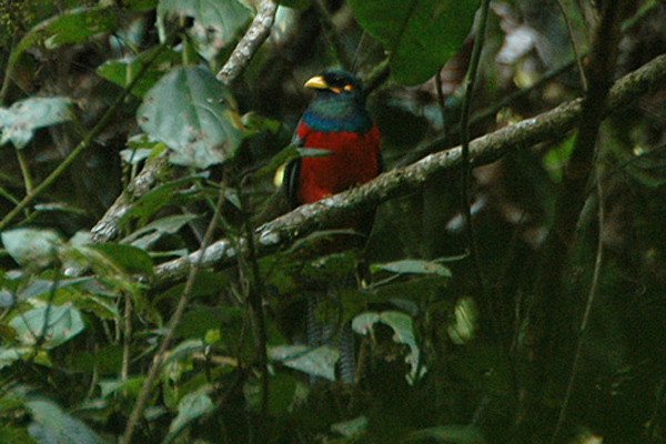 Bare-cheeked Trogon