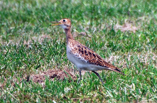 Upland Sandpiper