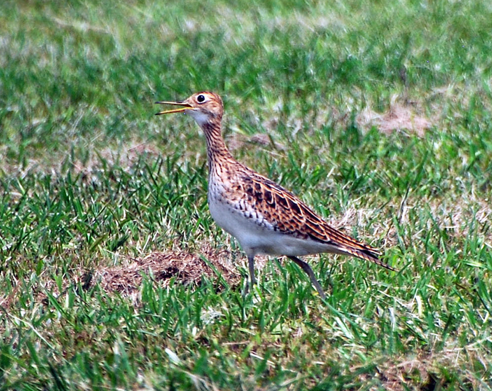 Upland Sandpiper