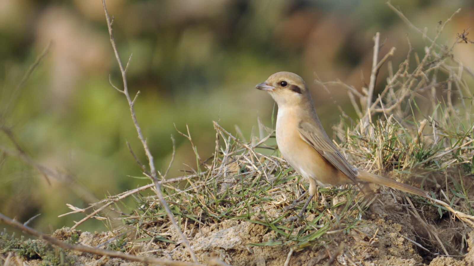Isabelline Shrike