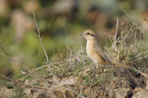 Isabelline Shrike