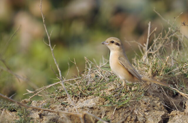 Isabelline Shrike