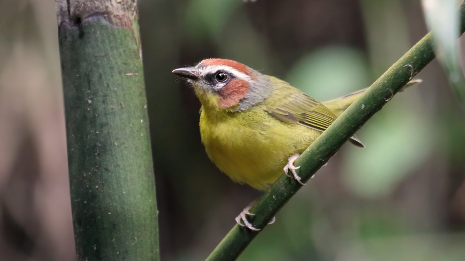 Chestnut-capped Warbler