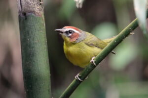 Chestnut-capped Warbler