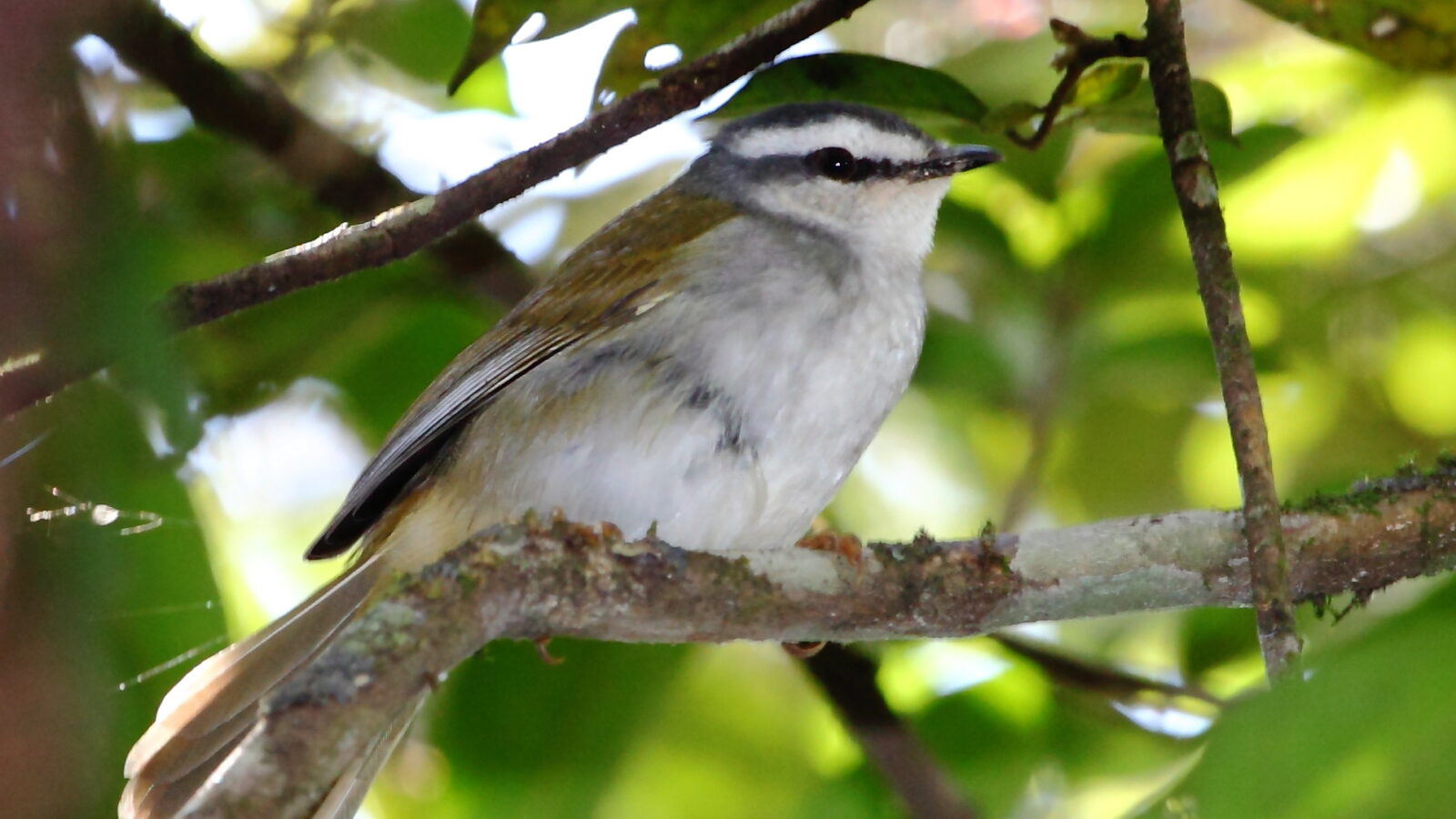 White-striped Warbler