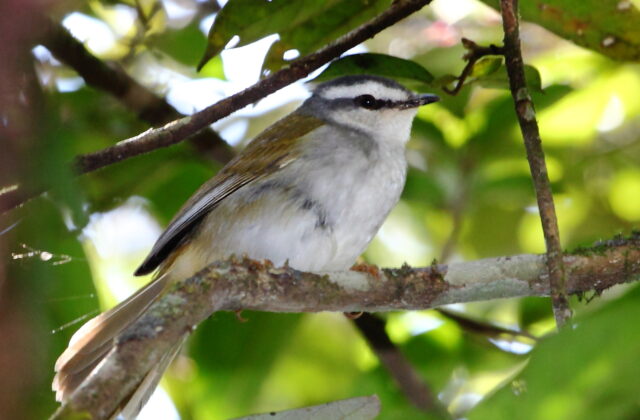 White-striped Warbler