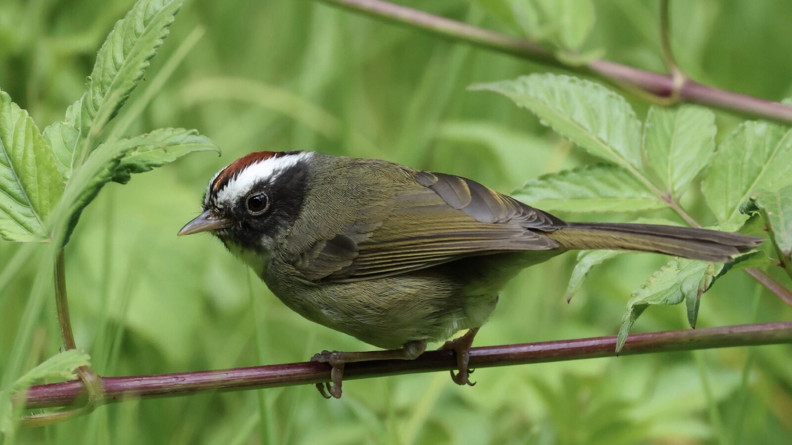 Black-cheeked Warbler